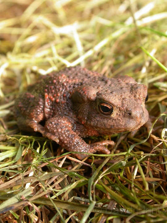 Common toad juvenile - B.JPG - Common toad juvenile - Wiltshire